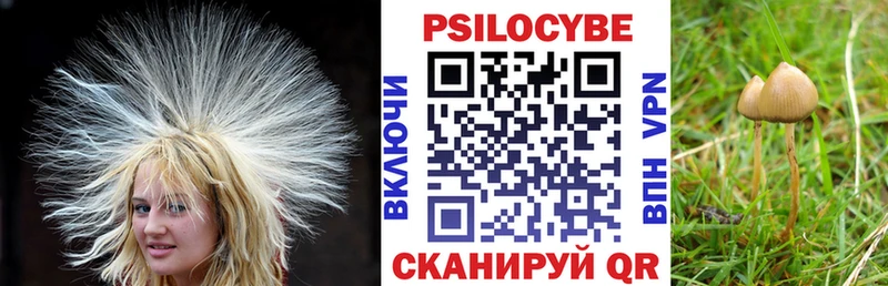 продажа наркотиков  Бабушкин  Галлюциногенные грибы Psilocybine cubensis 
